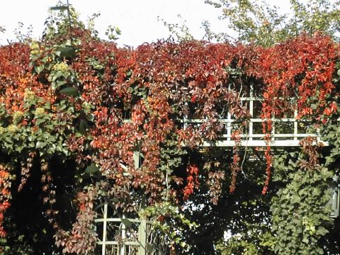 Ivy