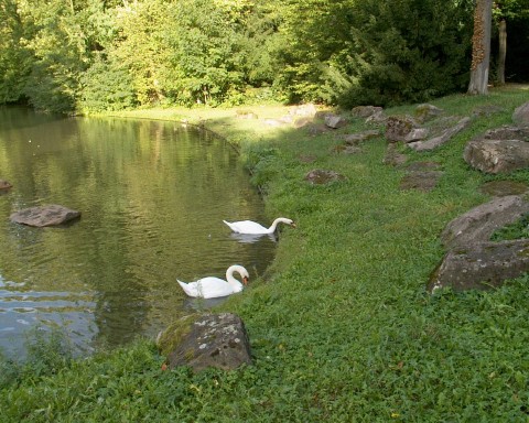 Swans