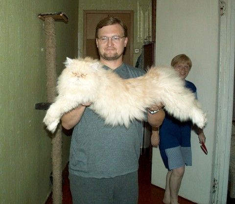 Big cat