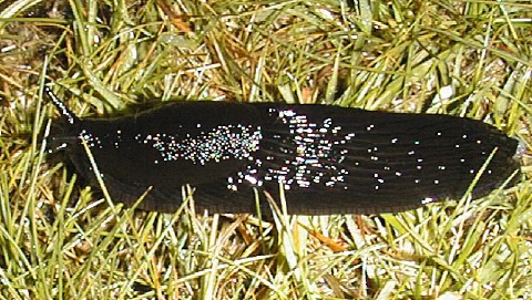 Slug!