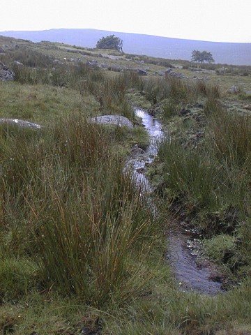 Stream