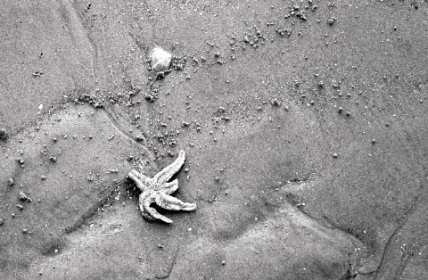 Starfish