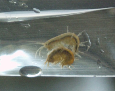 Two river shrimps