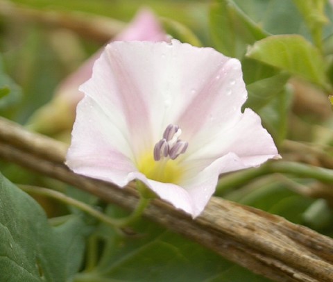 Pink Flower