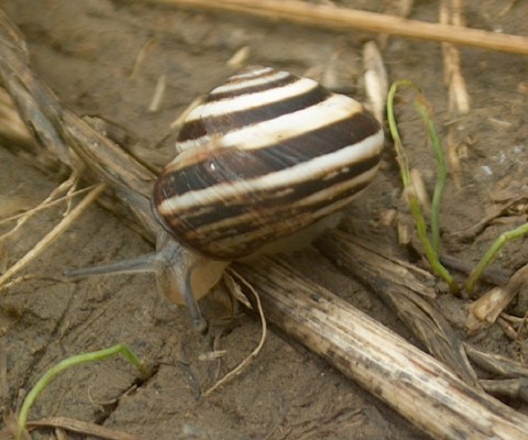 Black and white snail