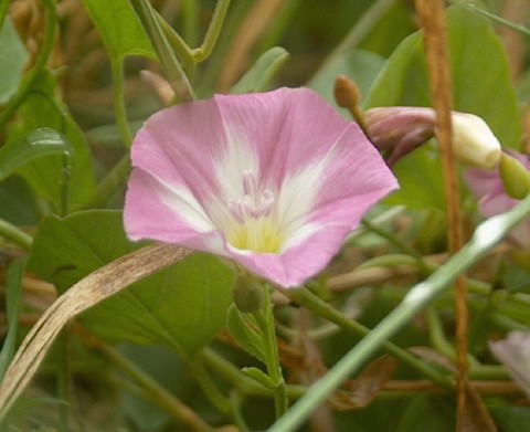 Wildflower