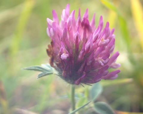 Grass flower