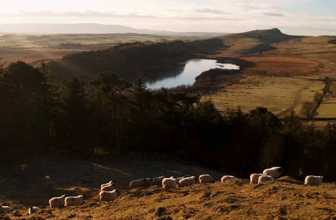 Sheep.