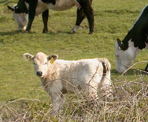 Calf