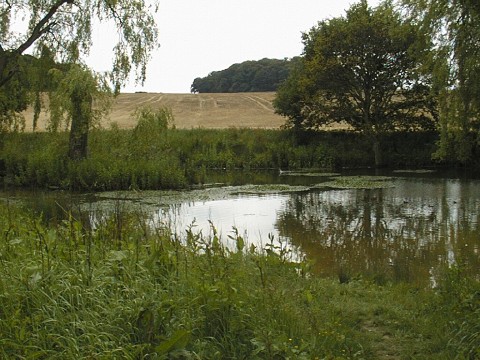 Pond Life