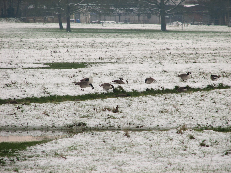 Richmond meadow