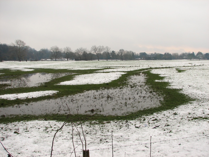 Richmond meadow