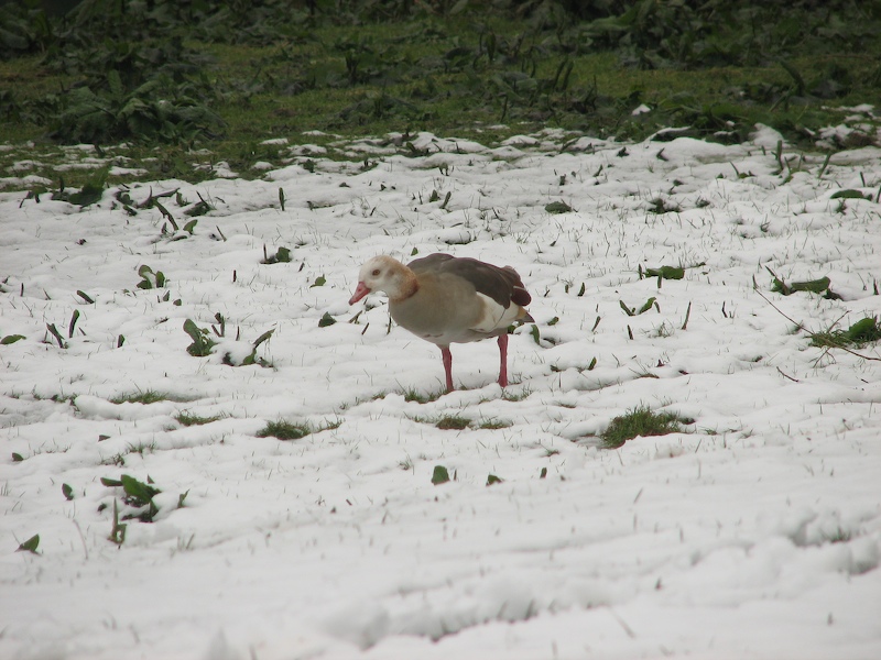 Richmond meadow