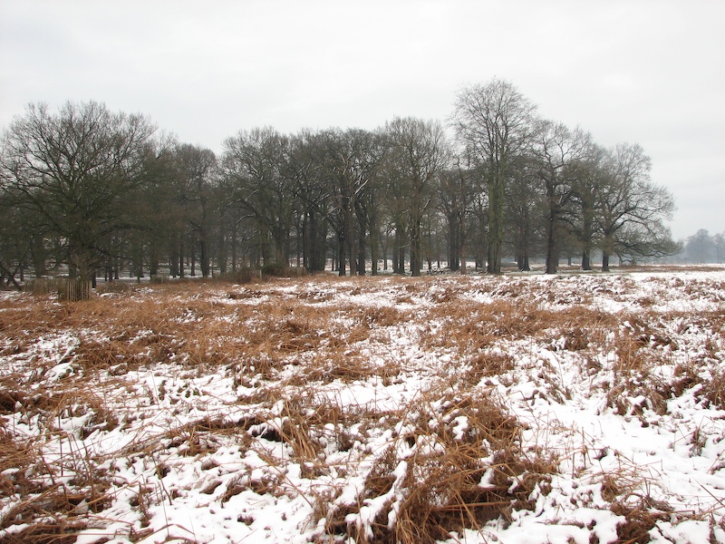 Richmond Park