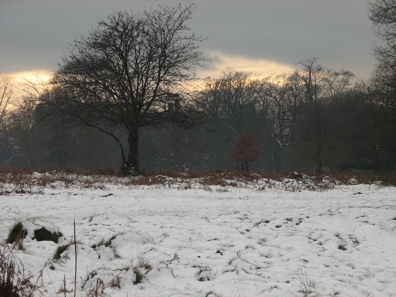 Richmond Park