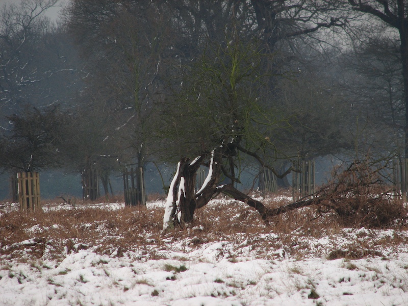 Richmond Park