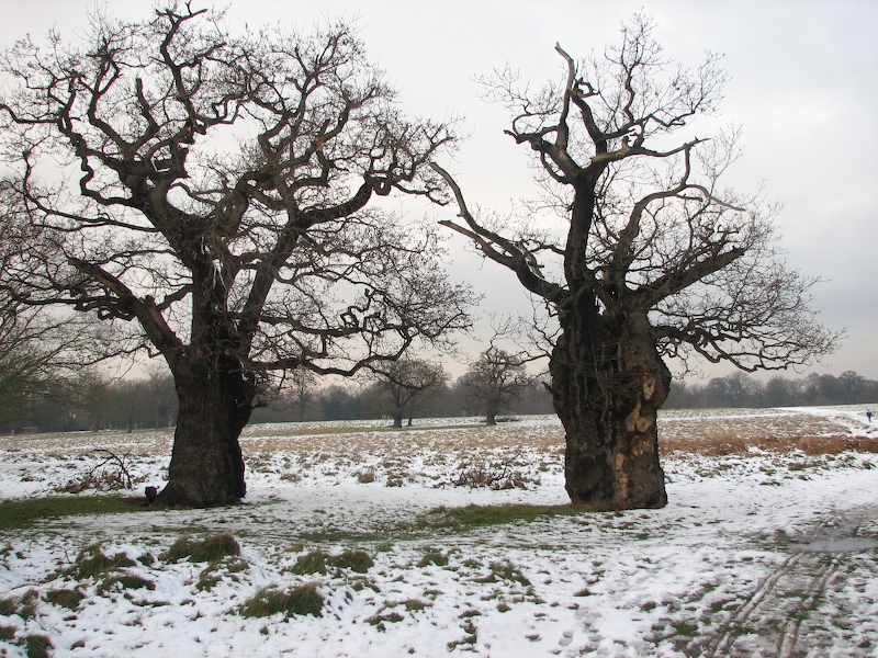 Richmond Park