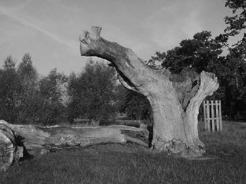Tree stump