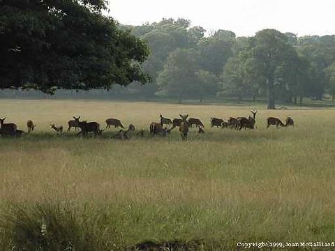 deer