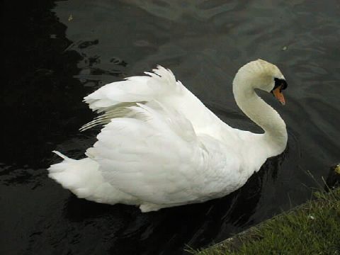 Swan at Hampton Court