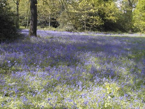 Bluebells