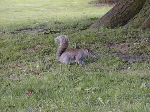 Squirrel