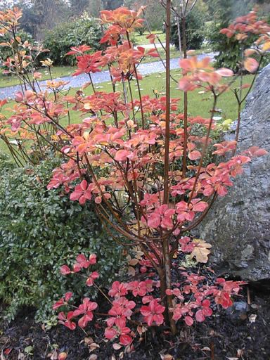 The Japanese Garden, detail