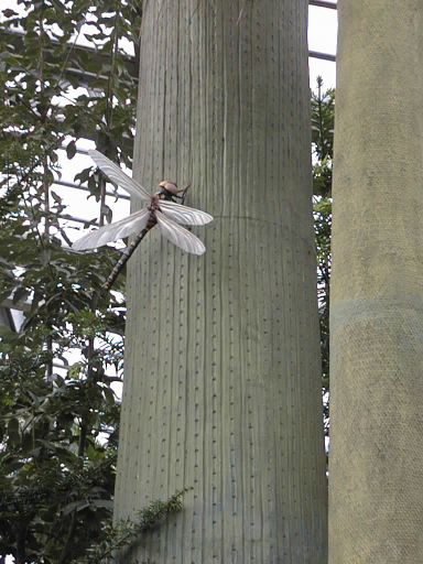 Giant dragon fly