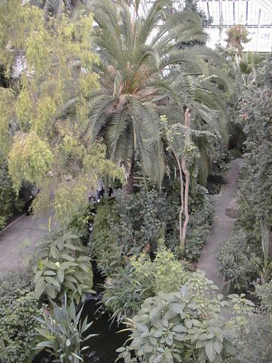 Pond, inside the Temperate House