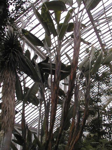 Banana tree, Temperate House