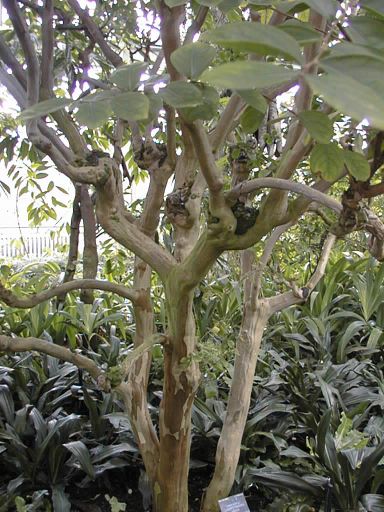 Detail, Temperate House