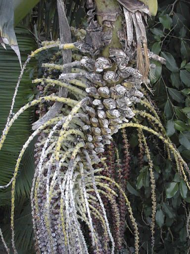 Detail, Palm House