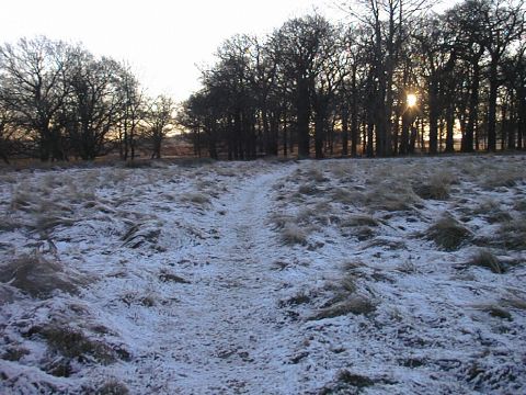 Snow and Deer in Richmond park