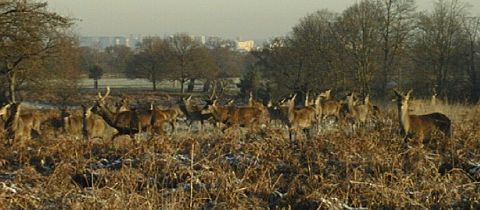 Snow and Deer in Richmond park