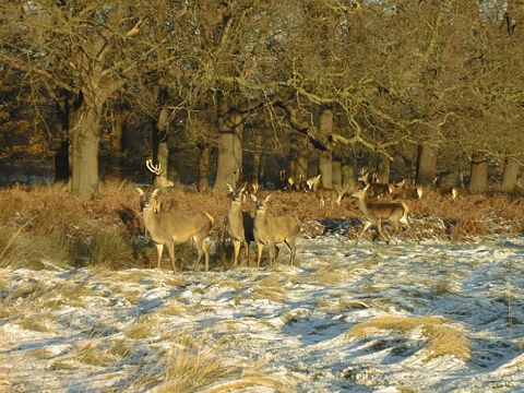 Snow and Deer in Richmond park