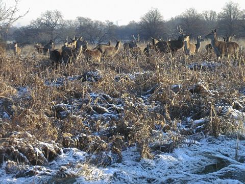 Snow and Deer in Richmond park