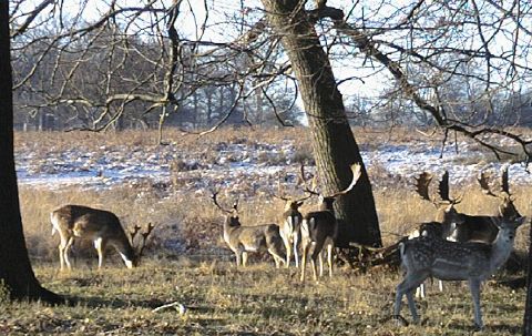 Snow and Deer in Richmond park