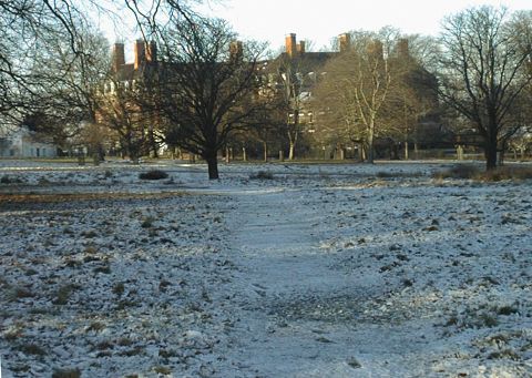 Snow and Deer in Richmond park