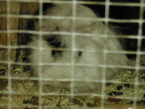 Rug appeals for freedom