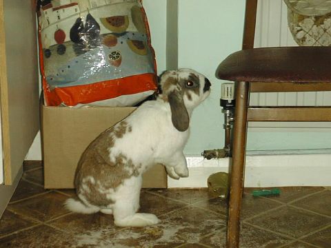 Bruiser