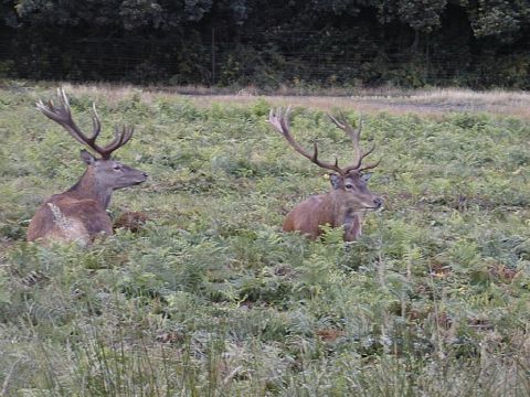More red deer