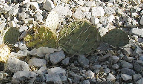 Cactus
