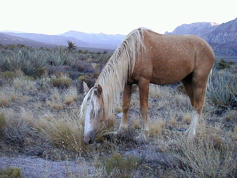 A real mustang