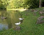 Swans