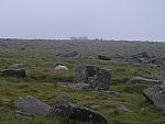 Sheep on Dartmoor