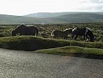Wild horses on Dartmoor