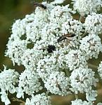 Two wasps