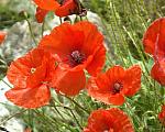 Poppies