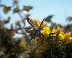 Heathland close up