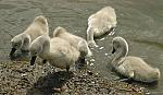 Cygnets . . .